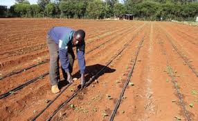 Irrigation dridlines Kenya