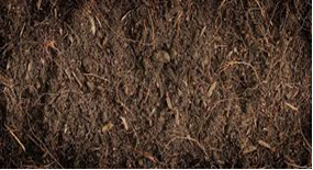 Compost manure in Kenya