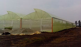Commercial greenhouses in Kitengela